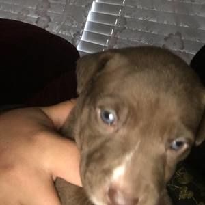 Meet your Posher, Timmothy